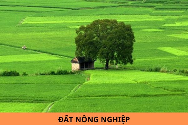 Cá nhân được thuê đất nông nghiệp tối đa bao nhiêu năm? Mẫu đơn xin thuê đất nông nghiệp mới nhất năm 2024?