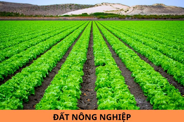 Chuyển đổi quyền sử dụng đất nông nghiệp mà không đủ điều kiện thì bị phạt bao nhiêu?