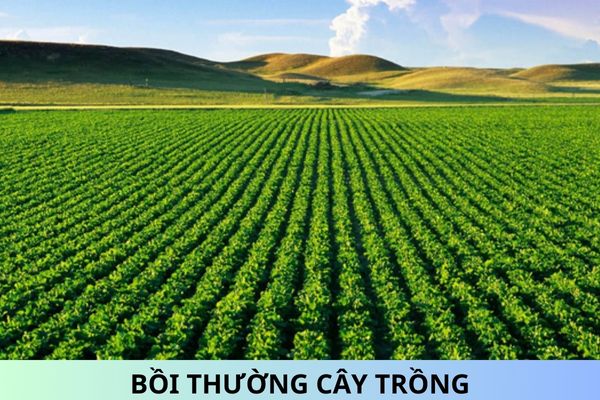 Đơn giá bồi thường cây trồng trên địa bàn Thành phố Hồ Chí Minh từ ngày 17/10/2024?