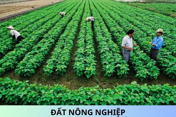 Đất nông nghiệp không sử dụng có bị thu hồi không? Ai có thẩm quyền thu hồi đất nông nghiệp không sử dụng?