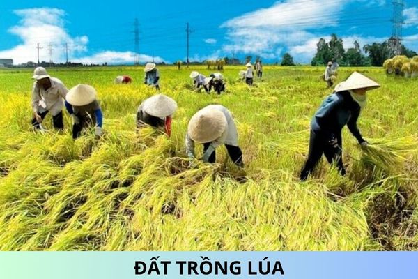 Đất trồng lúa có thời hạn sử dụng là bao lâu? Hết hạn có được gia hạn không?