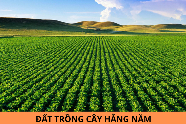 Đất trồng cây hằng năm không được sử dụng bao lâu thì bị thu hồi đất?