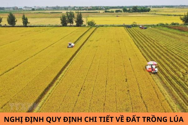 Chính thức có Nghị định 112/2024/NĐ-CP quy định chi tiết về đất trồng lúa?