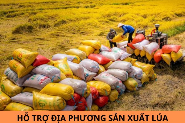 Từ ngày 01/01/2025, ngân sách nhà nước hỗ trợ địa phương sản xuất lúa bao nhiêu?