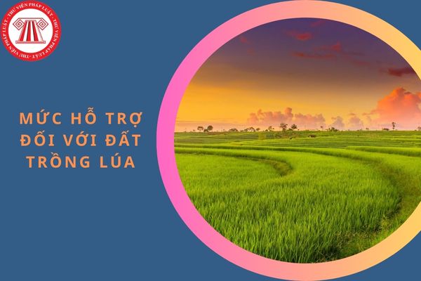 Từ 01/01/2025, tăng mức hỗ trợ đối với đất trồng lúa lên bao nhiêu?