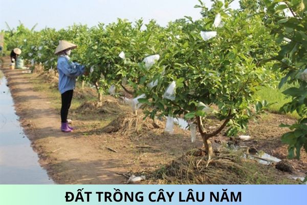 Hạn mức giao đất trồng cây lâu năm ở đồng bằng là bao nhiêu?