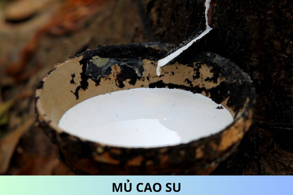 Mủ cao su chịu thuế giá trị gia tăng bao nhiêu %?