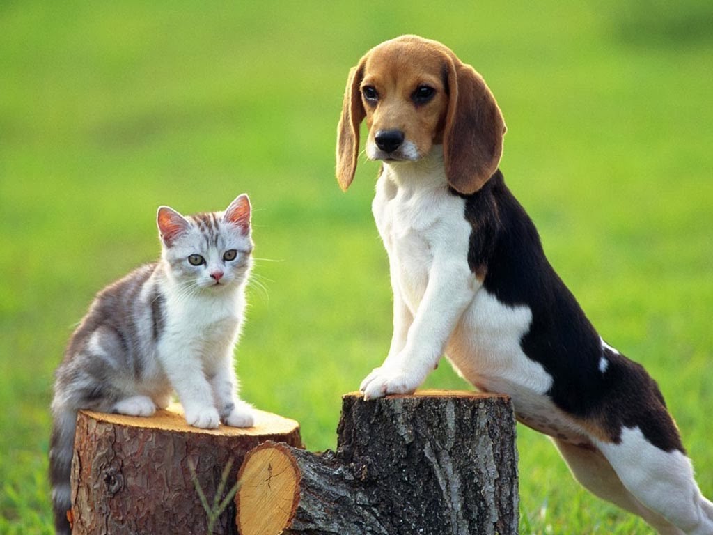 Cấm nuôi chó mèo trong chung cư: Bạn đang muốn tìm hiểu về quy định về việc nuôi thú cưng trong chung cư. Hình ảnh này sẽ cung cấp cho bạn những thông tin hữu ích về quy định nuôi thú cưng trong căn hộ chung cư.