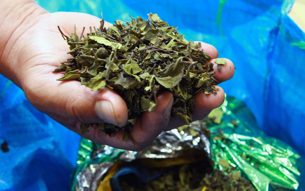 Hanoi-Vietnam: Adding the Khat leaves to the List of narcotic substances