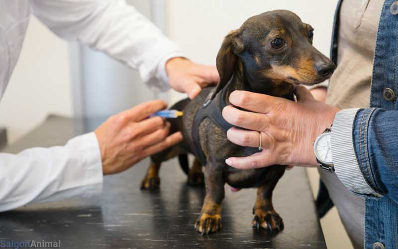 Không tiêm phòng Dại cho chó: Mức phạt giảm còn 600.000 đồng