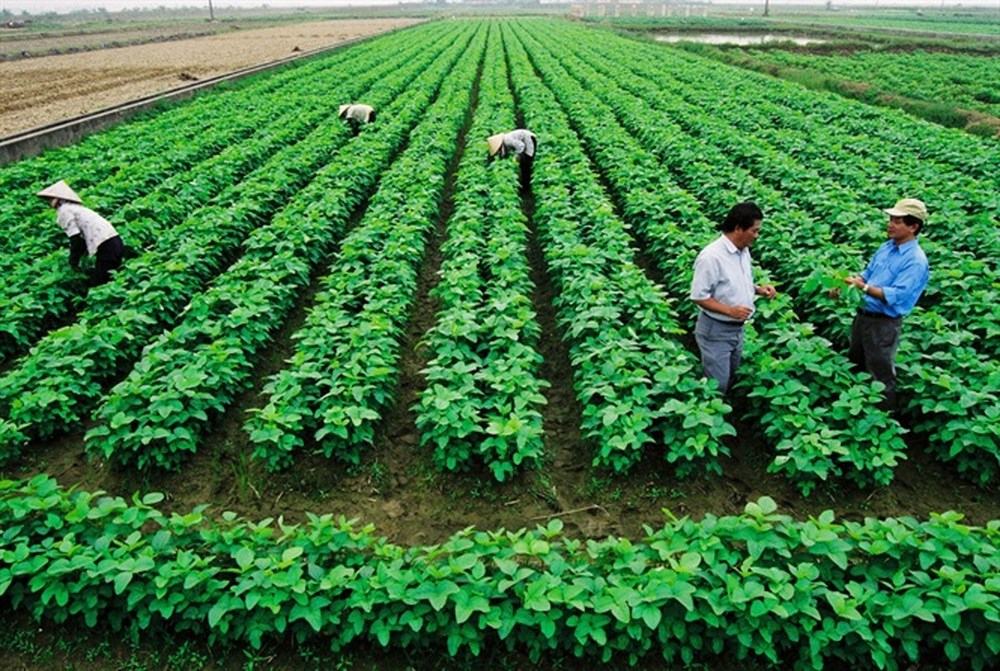 Chính sách ưu đãi cho doanh nghiệp đầu tư phát triển nông nghiệp