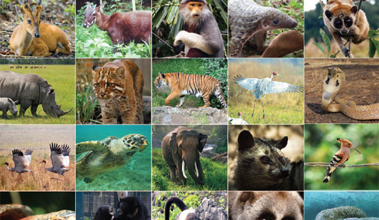 Luật đa dạng sinh học 2008: Nội dung báo cáo về đa dạng sinh học