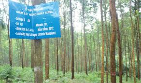 Phân loại rừng theo Luật Bảo vệ và Phát triển rừng 2004