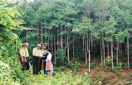 Nội dung quản lý nhà nước về bảo vệ và phát triển rừng