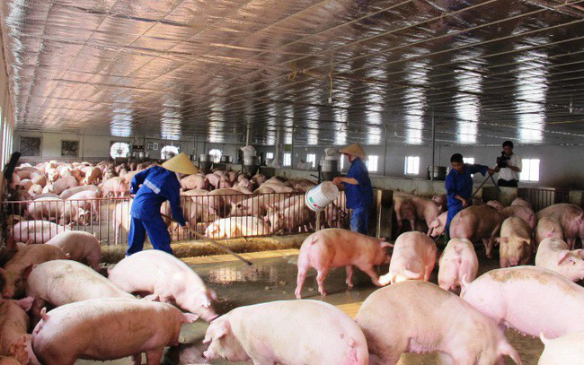 Mức phạt đối với vi phạm về sản xuất, kinh doanh giống vật nuôi
