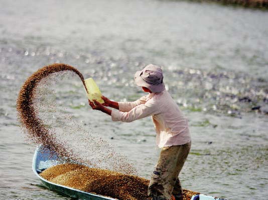 Thức ăn chăn nuôi, thủy sản nào được phép lưu hành tại Việt Nam?