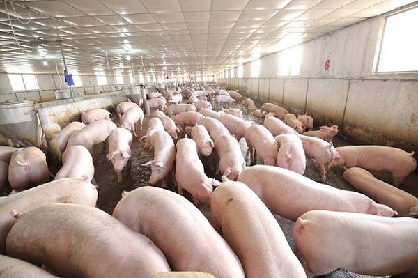 Control of pig farming and pork products of unknown origin in Vietnam