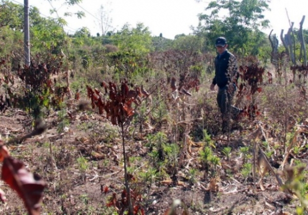 Quy định mới về xử lý rủi ro do thiên tai đối với rừng trồng thay thế