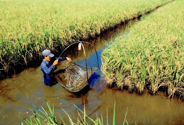 Cho phép sử dụng tối đa 20% diện tích đất trồng lúa cho nuôi trồng thủy sản