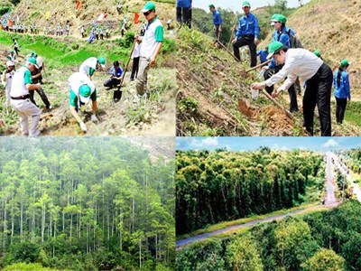 Chính phủ: Hỗ trợ ngân sách nhà nước trong đầu tư bảo vệ và phát triển rừng