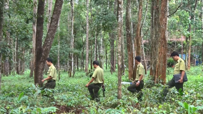 Quy trình điều tra rừng theo chuyên đề áp dụng từ ngày 01/01/2019