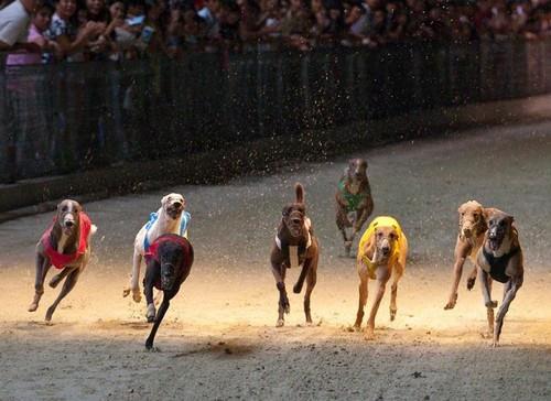 Một cuộc đua chó bảo đảm có ít nhất 06 trọng tài
