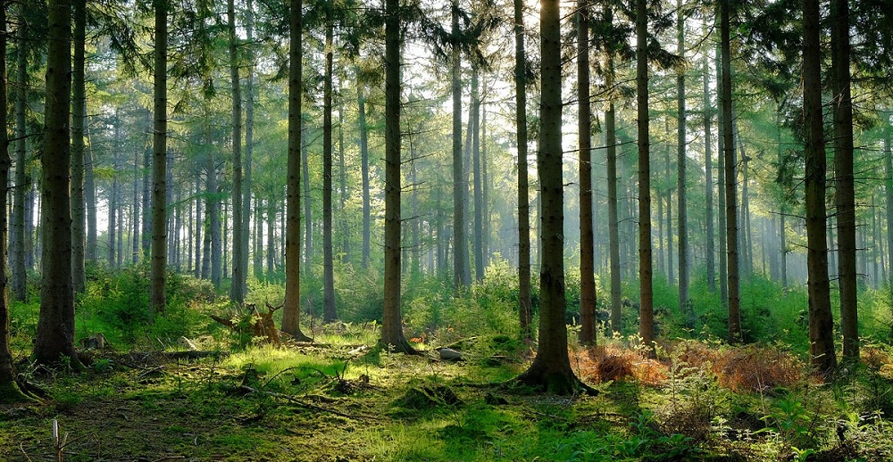 Việc định giá rừng trồng được thực hiện theo trình tự nào?