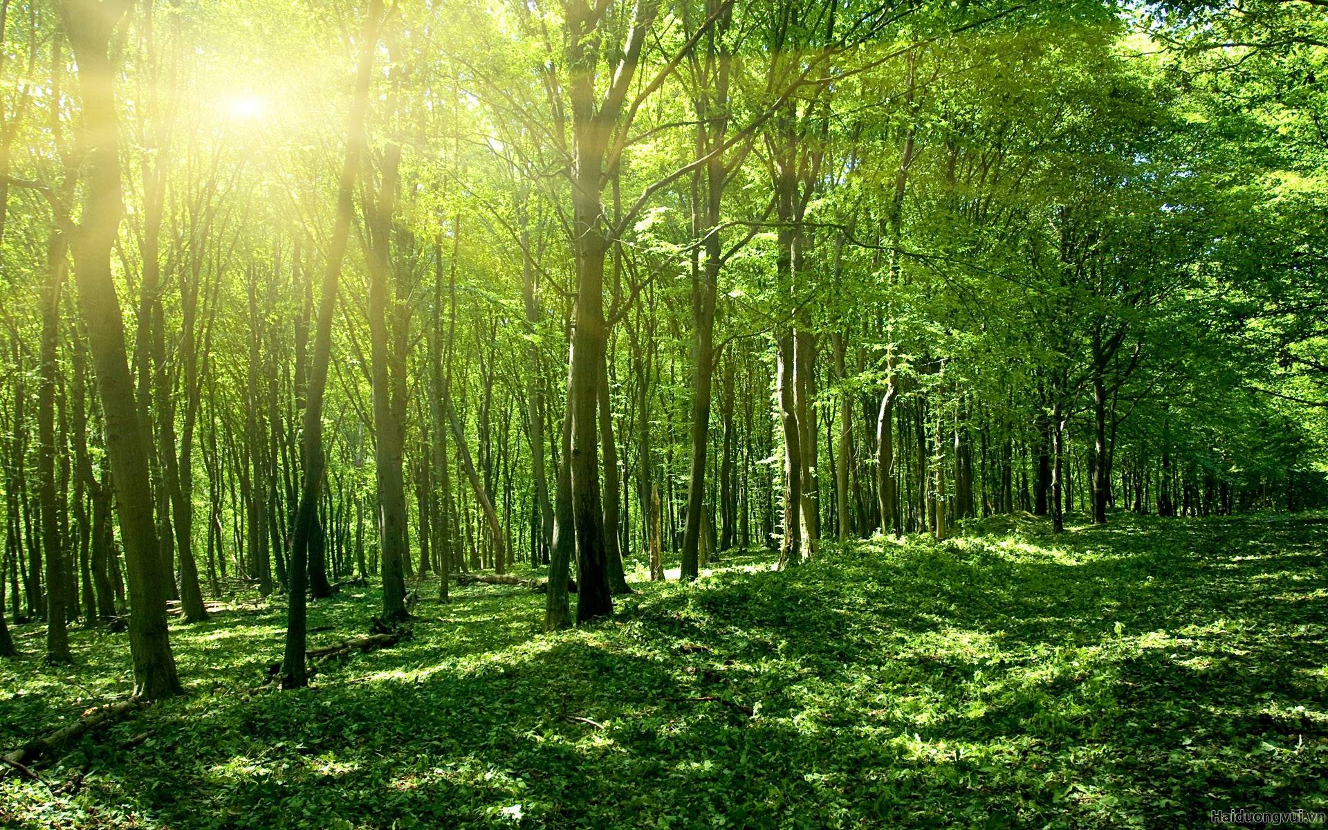 Quy định về nguyên tắc và thẩm quyền ban hành khung giá rừng