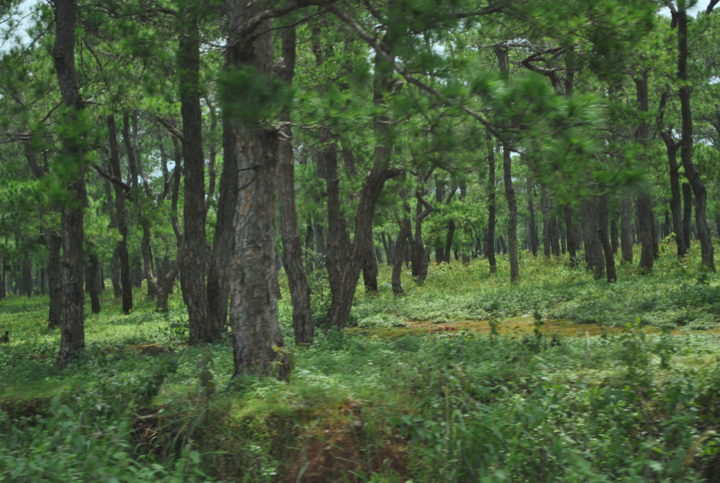 Hướng dẫn xác định giá rừng trồng theo quy định mới