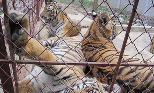 04 điều kiện nuôi động vật thuộc Phụ lục CITES vì mục đích thương mại