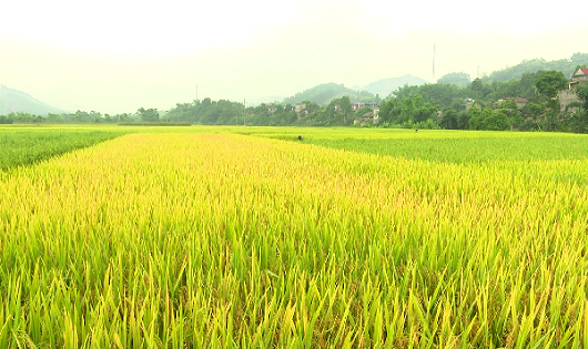 Điều kiện chuyển đổi từ đất trồng lúa sang cơ cấu cây trồng khác