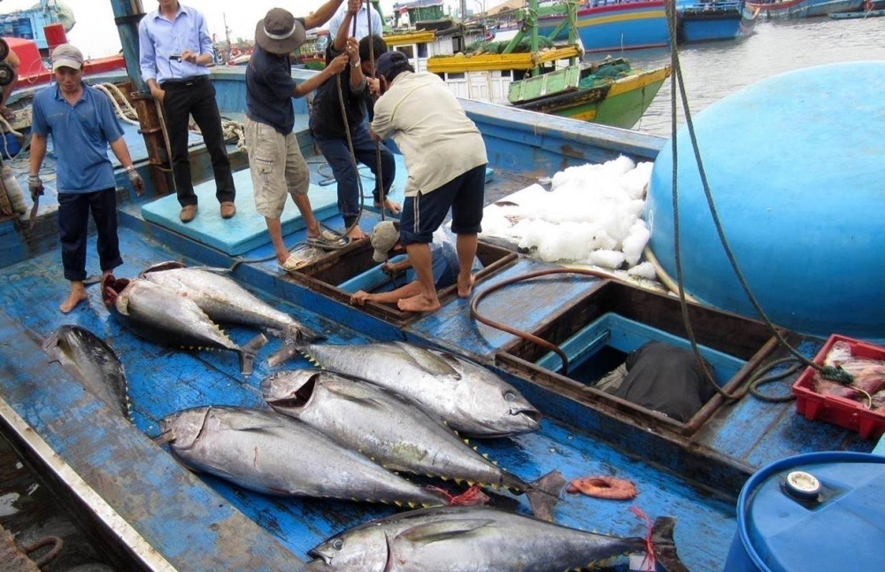 Khi nào hoạt động khai thác hải sản được miễn thuế thu nhập DN?