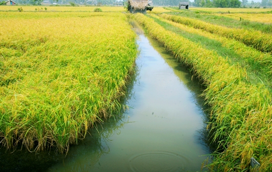 Hướng dẫn thực hiện chuyển đổi cơ cấu cây trồng trên đất trồng lúa