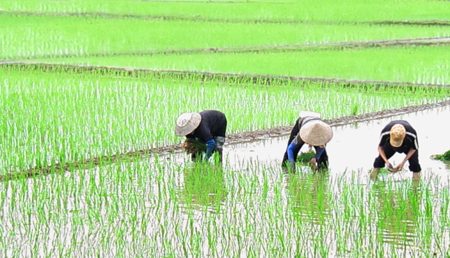 Thủ tục nộp tiền bảo vệ đất trồng lúa khi chuyển sang đất phi NN