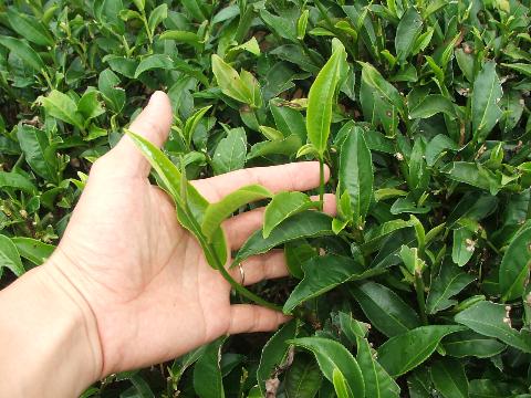 09 điều kiện về địa điểm, nhân lực của cơ sở SX rau, quả, chè búp tươi