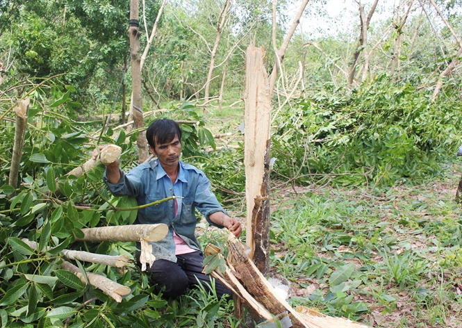 Mới: Hướng dẫn xử lý rủi ro do thiên tai khi trồng rừng thay thế