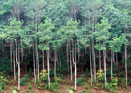 Hướng dẫn hồ sơ đề nghị chấp thuận phương án nộp tiền trồng rừng thay thế