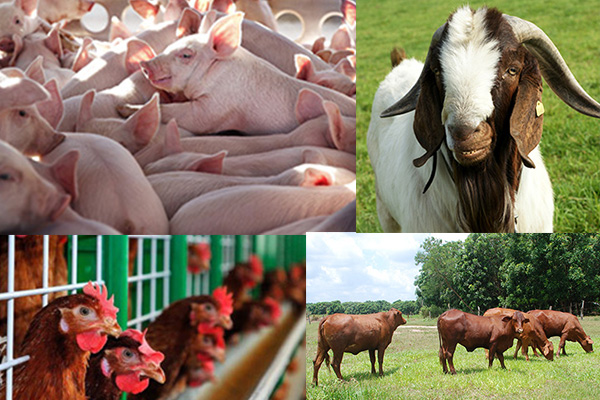 Hồ sơ xuất khẩu giống vật nuôi trong Danh mục cấm XK để nghiên cứu