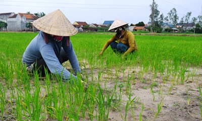 Thực hiện chuyển đổi cơ cấu cây trồng trên đất trồng lúa như thế nào?