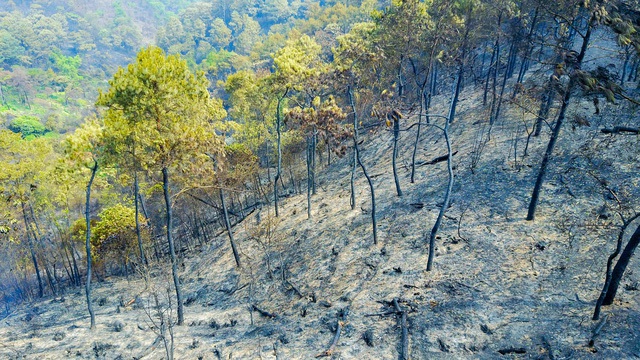 Cách xác định thiệt hại, nguyên nhân cháy rừng áp dụng từ 15/02/2020