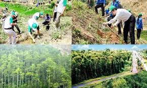 Mức hỗ trợ bảo vệ, khoanh nuôi tái sinh rừng giai đoạn 2015 – 2020