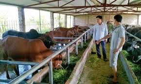 Guidance on Classification of Farms and Economic Criteria of Each Type of Farm in Vietnam