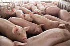 Good news for the people: Live pigs will soon be imported from other countries into Vietnam