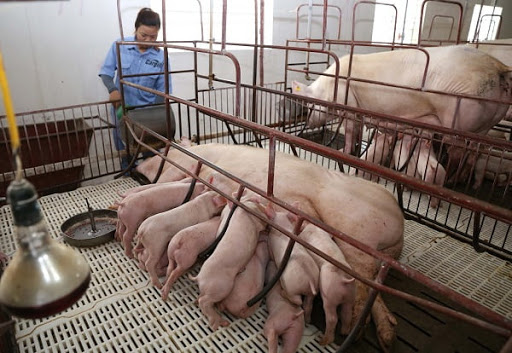 Kế hoạch quốc gia phòng, chống Dịch tả lợn Châu Phi giai đoạn 2020 – 2025