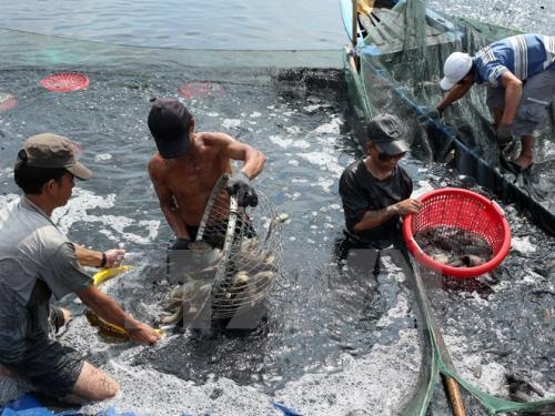 Vietnam: Steps to implement the plan for prevention and control of aquatic animal diseases