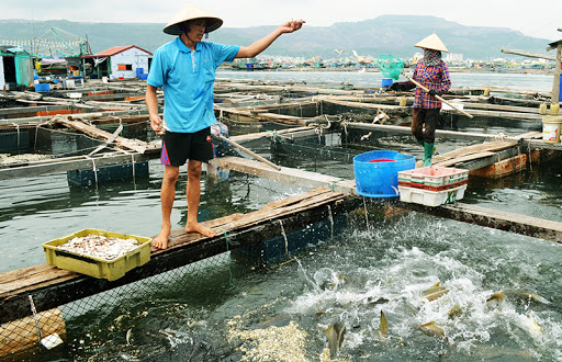 Vietnam: Regulation on 08 contents of the plan for prevention and control of aquatic animal diseases