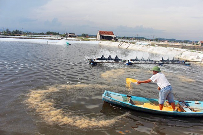 Vietnam: Regulations on responsibilities in monitoring aquatic animal diseases