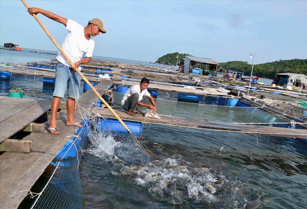 Nội dung thông tin, tuyên truyền, tập huấn phòng chống dịch bệnh động vật thủy sản