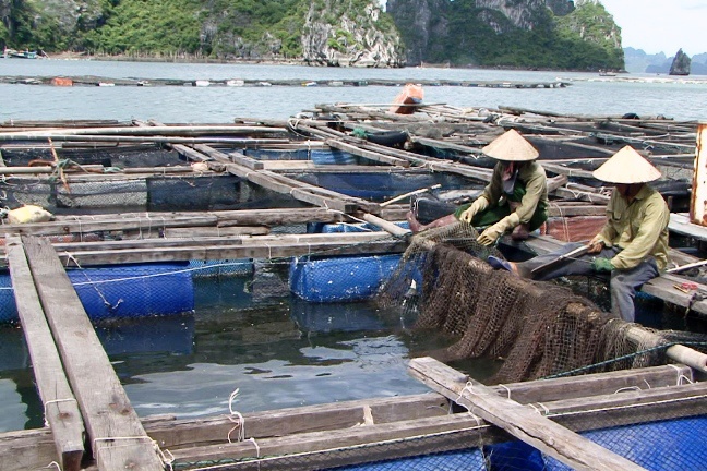 Thông tư 04: Quy định về việc tiêu hủy động vật thủy sản mắc bệnh