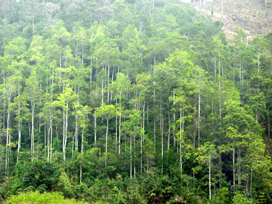 Giới thiệu ngành quản lý tài nguyên rừng trình độ cao đẳng